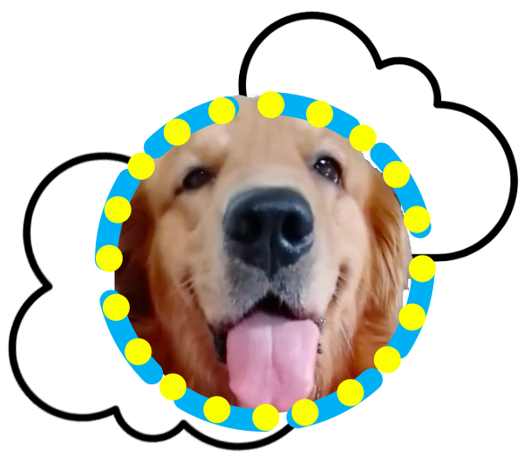 pipi the handsome doggy
